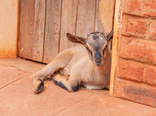 Load image into Gallery viewer, 1 Goat
