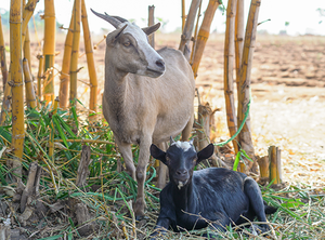 2 Goats to Start a Family